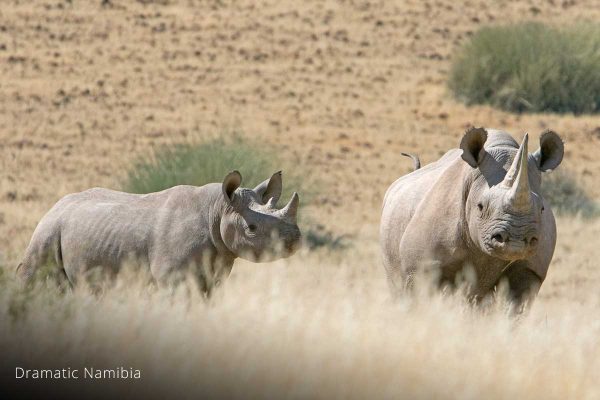 G_DramNamibia_2 G_DramNamibia_2