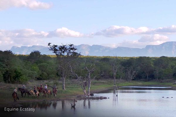 G_Equine_1 G_Equine_1